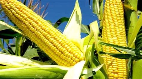 कारिगल ने ग्वालियर में शुरू किया नया कॉर्न मिलिंग प्लांट, हर दिन 500 टन ...