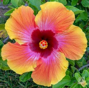 JD DAS AND SONS PLANTS Hibiscus Plant Price in India - Buy JD DAS AND ...