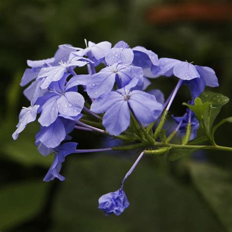 Plumbago Auriculata - Flowering Plants– Exotic Flora