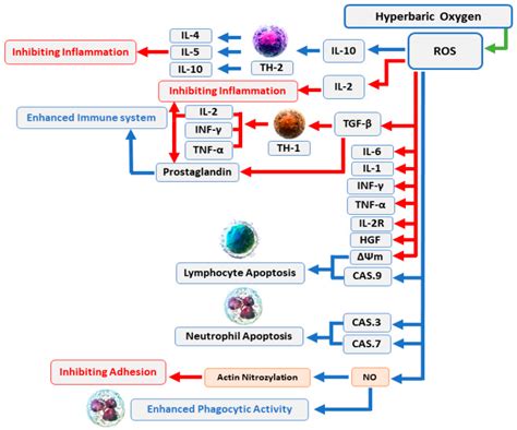 Reactive Oxygen Species (ROS)-Mediated Antibacterial Oxidative ...