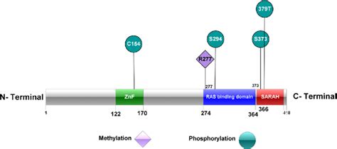 Image result for Methylation Reaction in Post Translational Modification