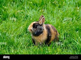 Image result for Fluffy Dwarf Rabbit