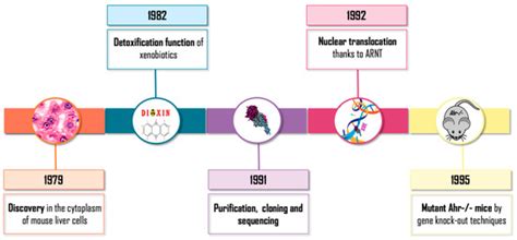 From Nucleus to Organs: Insights of Aryl Hydrocarbon Receptor Molecular ...