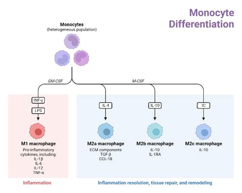 Monocyte Differentiation | BioRender Science Templates
