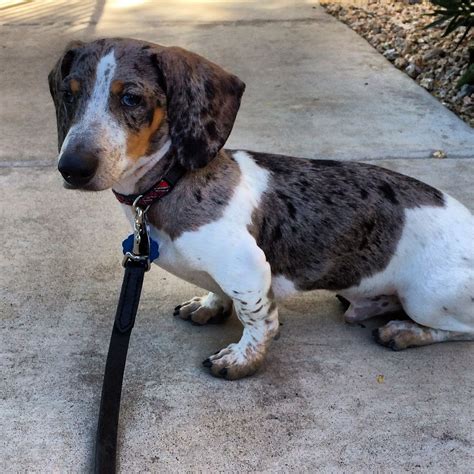 Dapple Piebald Dachshunds