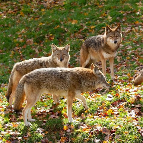 Coyote Spiritual Meaning - Insight state