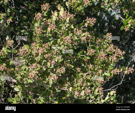 lemonade berry (Rhus integrifolia) Plantae Stock Photo - Alamy