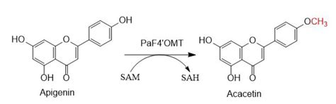 The Functional Characterization of a Site-Specific Apigenin 4′-O ...