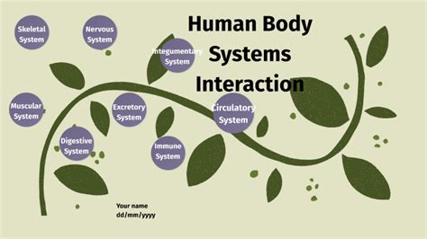 Body System Interaction Chart 的图像结果