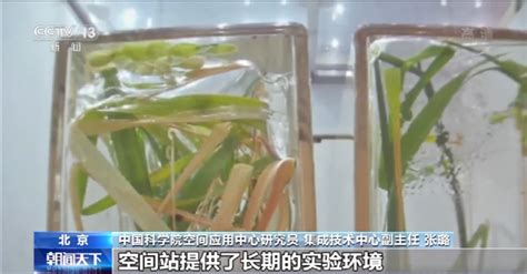 中国空间站的水稻成熟了！完成世界首次太空水稻全生命周期培育--快科技--科技改变未来