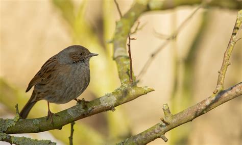 Small Brown Birds and How to Identify Them