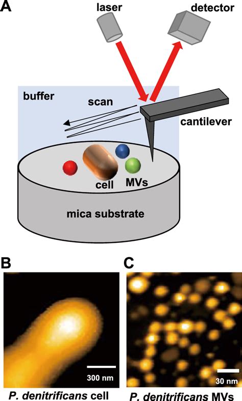 Image result for AFM Explained Microscope