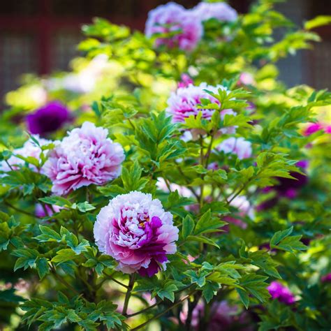 Should you deadhead peonies? Experts reveal how you can get the most ...
