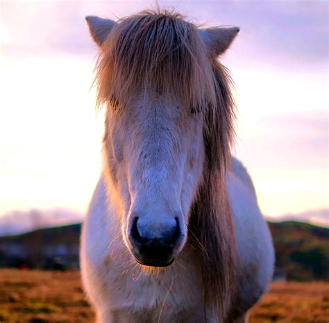 Icelandic Horse