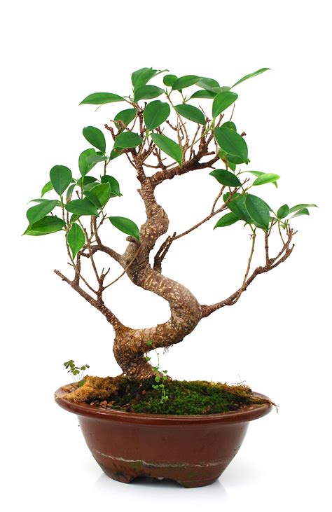 Your One Stop Guide to Caring For Your Golden Gate Ficus Bonsai Tree | How to Take Care of a ...