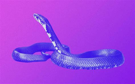 The Texas Indigo Snake Eats Rattlers for Breakfast