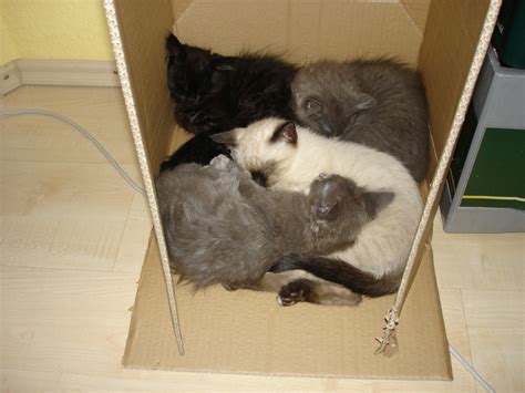 Siam Kartäuser Kittan abzugeben in Eislingen | Tiere | Kleinanzeigen