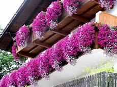 fiori per il balcone i 5 fiori da balcone per l estate fiori e piante fiori per il balcone i 5 fiori da balcone per l estate fiori e piante