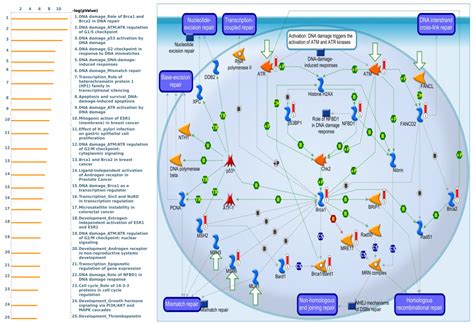 Comprehensive Analysis of Prognostic and Genetic Signatures for General ...