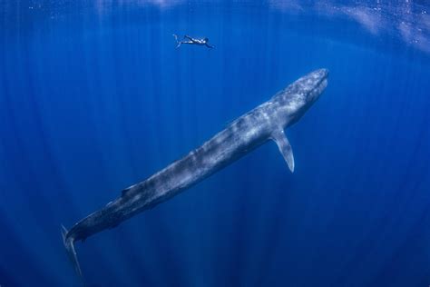 Blue Whale Size Comparison