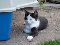 ragdoll mix ragdoll mix kittens worcester worcestershire ragdoll mix ragdoll mix kittens worcester worcestershire