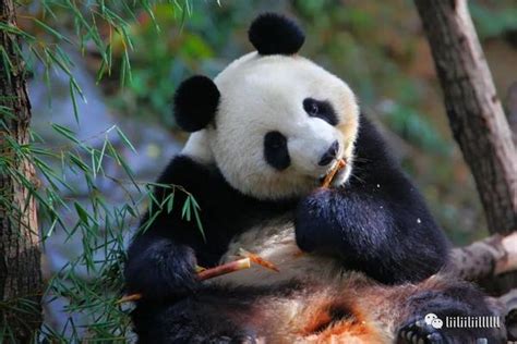 南京 红山森林动物园 门票,马蜂窝自由行 - 马蜂窝自由行