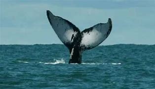 Image result for Whale sinks a boat in the Pacific