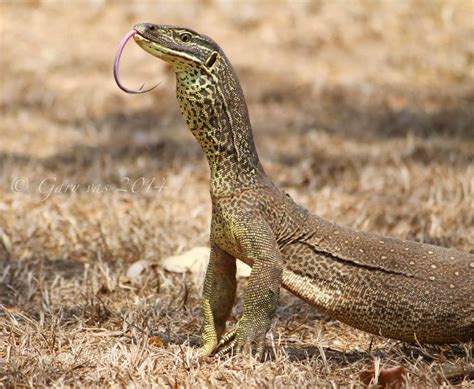 Monitor Lizard 的图像结果