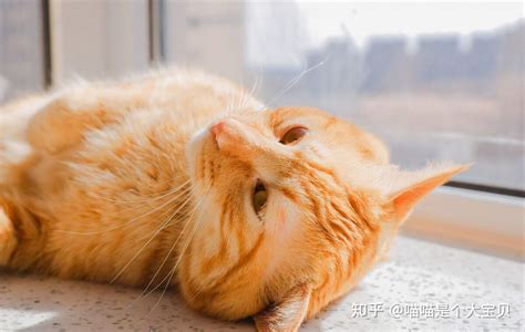 我国的黄狸猫，被称为中国虎斑猫，目前正在申请纯血统认证|狸猫|虎斑猫|猫咪_新浪新闻