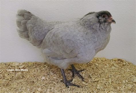 Lavender Ameraucana Chicks for Sale | Cackle Hatchery®