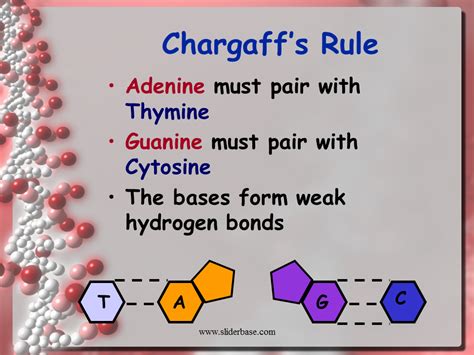 DNA and Replication - Presentation Biology