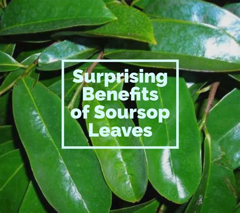 The Benefits of Soursop Tea - Made in Puna