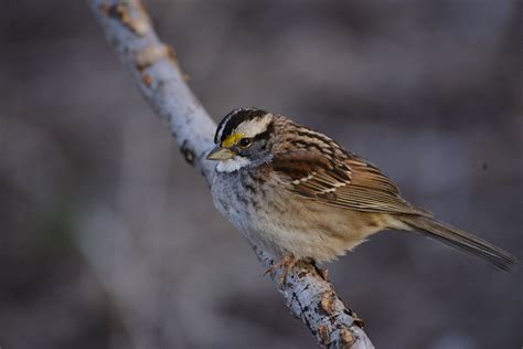 White-throated Sparrow | Audubon Field Guide