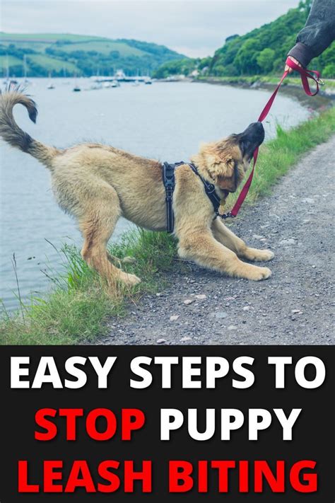 train a puppy on a leash