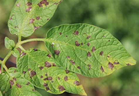 Early Blight of Potato | Scouting Guides for Problems of Vegetables