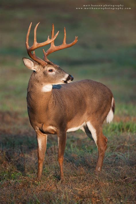 Whitetail Deer Photography