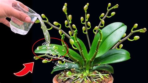 How to Make Your Orchids Bloom Again with Just One Simple Ingredient ...