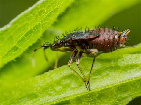 Image result for Springtail Bugs