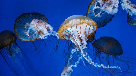 Why Peeing On Jellyfish Stings Doesn’t Work