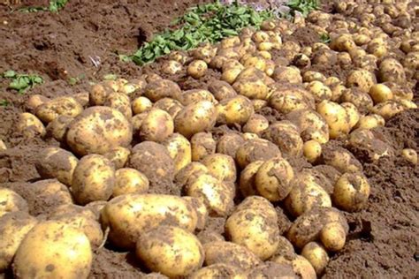 秋季马铃薯什么时间播种、如何种植才能高产优质？_种植技术_371种养致富网