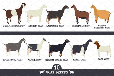 Explore the Fascinating World of Goat Breeds