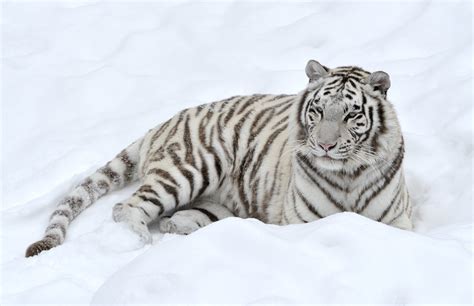 Snow Tiger Wallpaper - WallpaperSafari