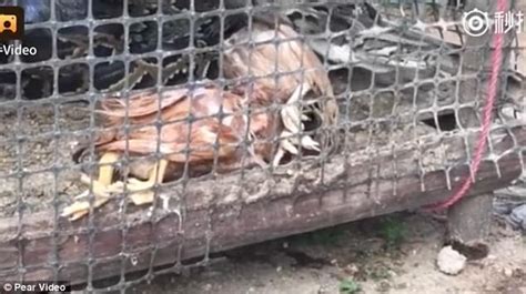 Regurgitates Python 的图像结果