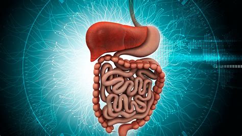 10 Enfermedades Del Sistema Digestivo: Causas Y Tratamiento – LHAHG