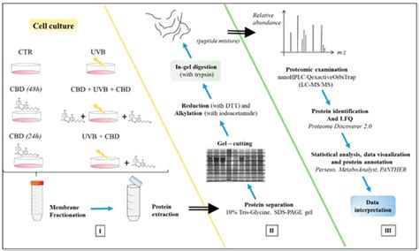 Protective Effects of Cannabidiol on the Membrane Proteome of UVB ...