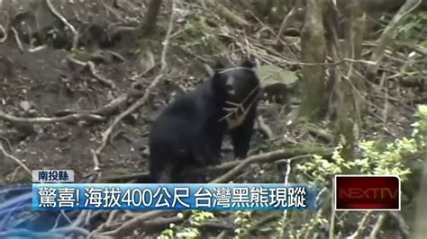 壹新聞》驚喜！海拔400公尺 台灣黑熊現蹤