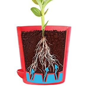 Ugaoo Sansevieria Golden Hahnii Snake Plant With Self Watering Pot ...