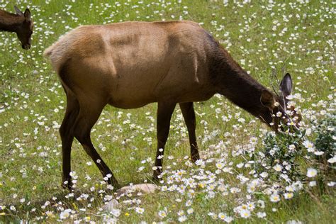 What Do Elk Eat? | Outdoor Life