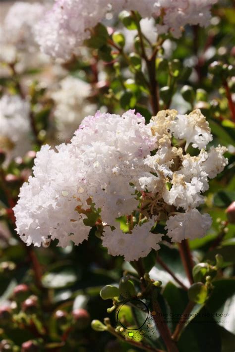 Crepe Myrtle: A Guide To Growing These Flowering Trees – ZODLGP