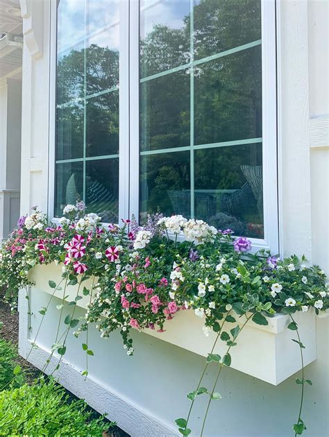 Window Box Flowers 的图像结果
